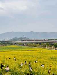 🌼深圳光明歡樂田園花海，夢幻仙境！
