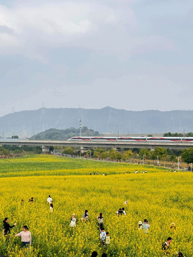 🌼深圳光明歡樂田園花海，夢幻仙境！