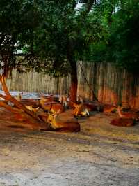 清邁夜間動物園丨遛娃好去處 動物愛好者友好 快去快去