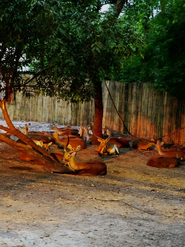 清邁夜間動物園丨遛娃好去處 動物愛好者友好 快去快去