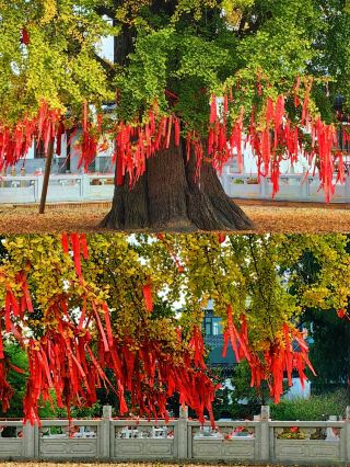 Come to Tancheng, Linyi to see the 3,000-year-old ginkgo tree