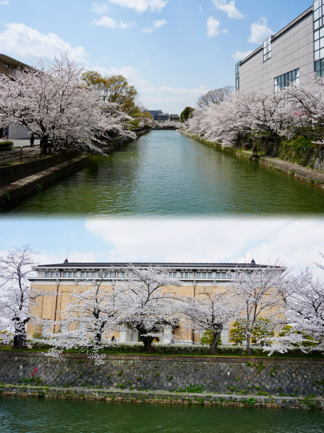 日本追櫻之旅｜京都櫻花最新情報