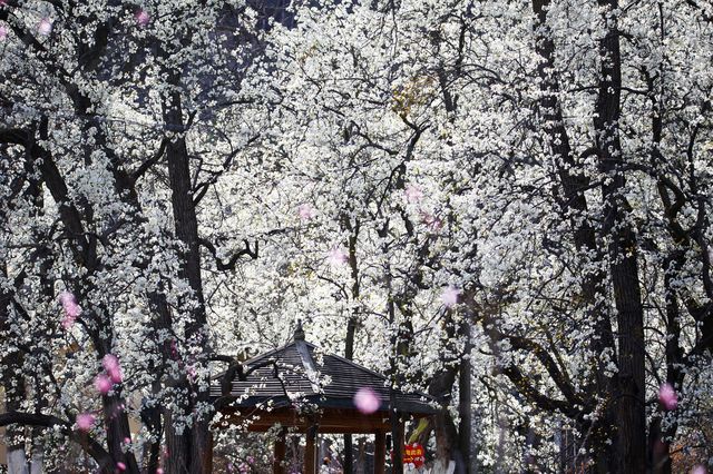 成都出發，4日賞金川梨花線路
