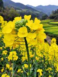 婺源油菜花 | 江嶺梯田，金色波浪嘅視覺盛宴‌