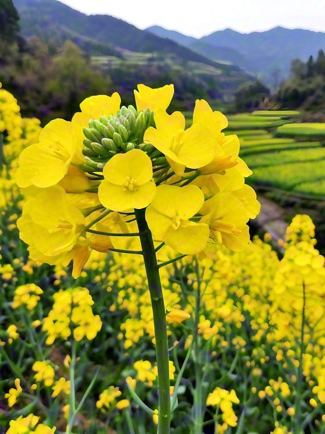 婺源油菜花 | 江嶺梯田，金色波浪嘅視覺盛宴‌