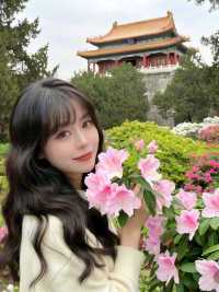 北京賞杜鵑花 春日限定浪漫全攻略