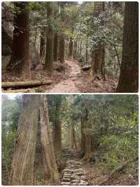 佛系吸氧天花板！天目山保姆級避坑攻略