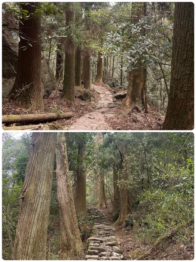 佛系吸氧天花板！天目山保姆級避坑攻略