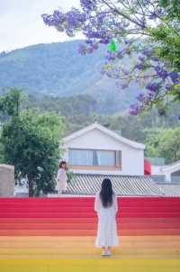 西昌2025藍花楹賞花攻略 紫色限定浪漫
