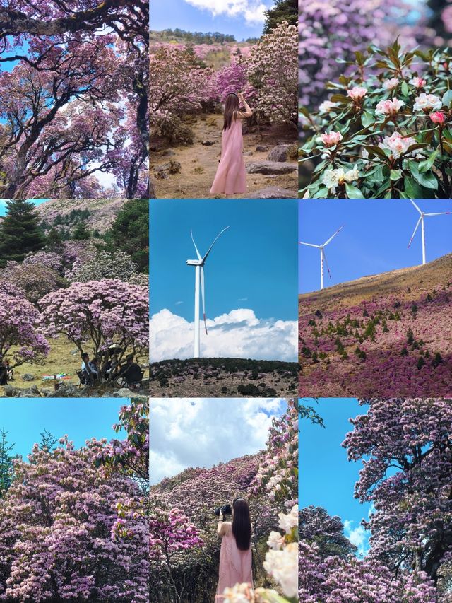 個人強推！涼山晚春限定～索瑪花海仙境