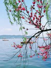 杭州蘇堤桃花踏青全攻略