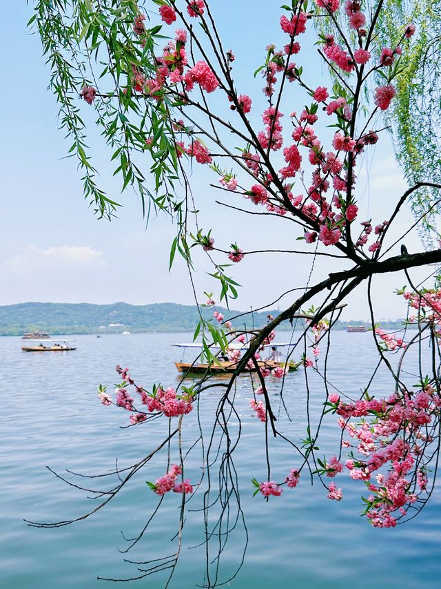 杭州蘇堤桃花踏青全攻略