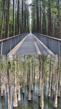 青山湖畔春日盛宴：水上森林奇觀與環湖秘境全攻略