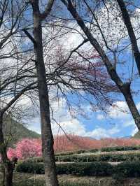 台中武陵農場！搶閘捉住粉紅櫻花尾班車🌸