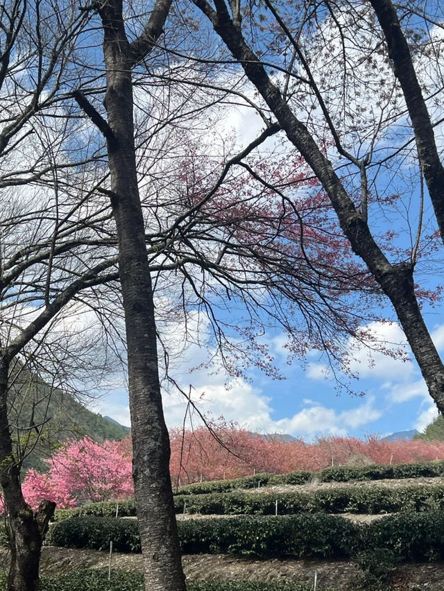 台中武陵農場！搶閘捉住粉紅櫻花尾班車🌸