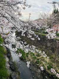 花見名古屋：千年古城的櫻花物語