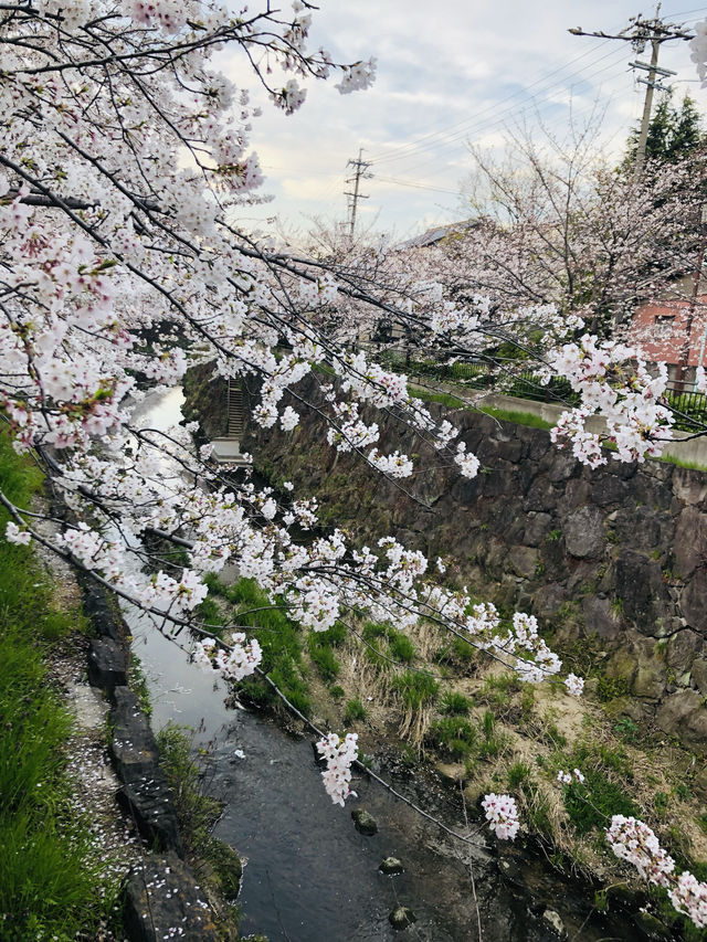 花見名古屋：千年古城的櫻花物語