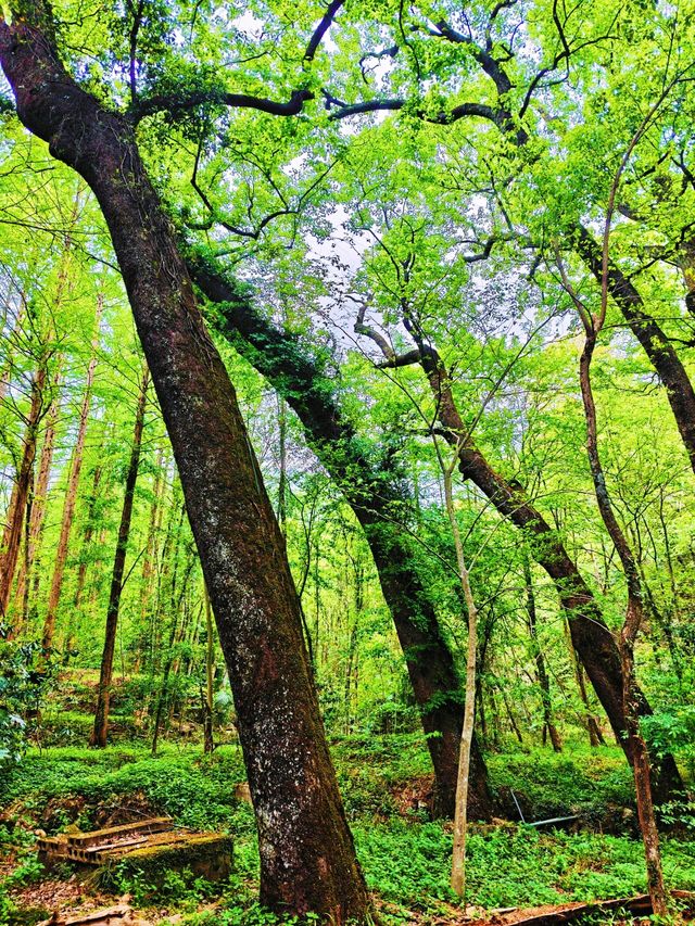 吸氧寶藏地！在天目山沉浸式感受自然靈氣