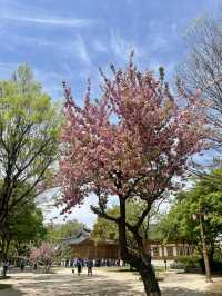 花雨輕落，國會大道的春日私語