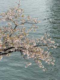 🌸大阪櫻之宮，抓住2025櫻花的浪漫尾巴