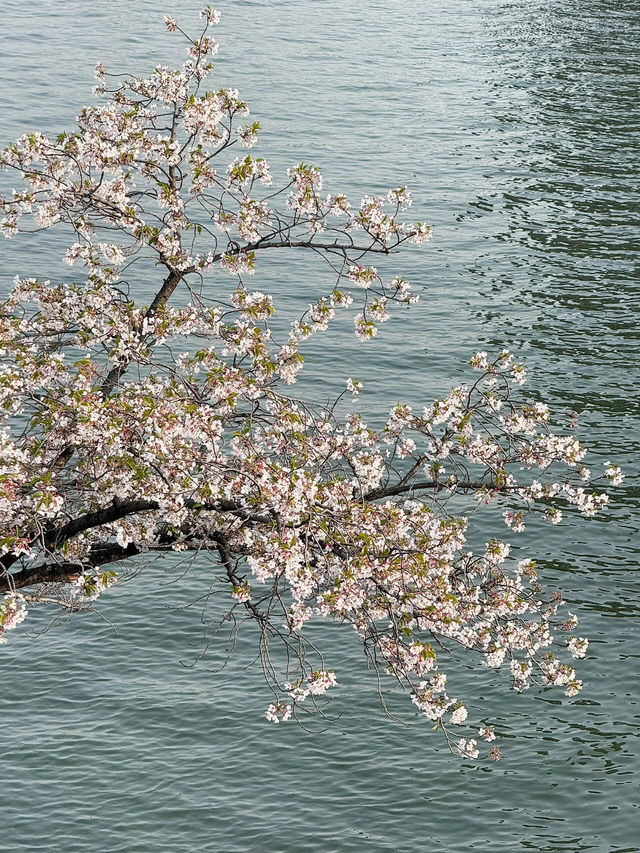 🌸大阪櫻之宮，抓住2025櫻花的浪漫尾巴