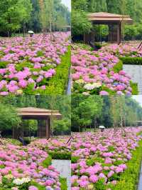 情侶約會擁抱花與海濱江森林公園