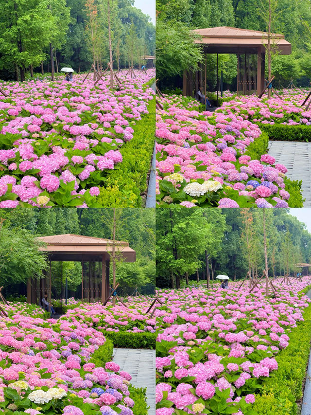 情侶約會擁抱花與海濱江森林公園