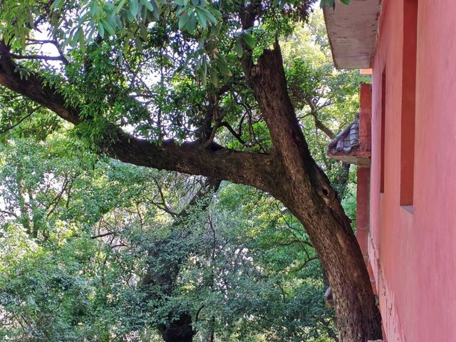 探秘川南勝境｜西昌瀘山雲端之旅