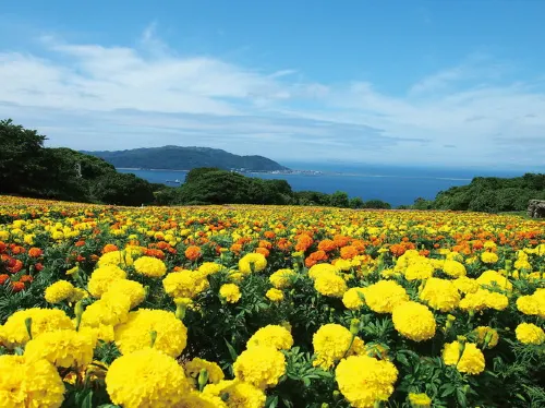 福岡能古島:四季の花畑×絶景離島の秘境