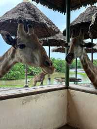 🦒Safari World｜曼谷野生動物園一日遊(ﾟoﾟ;;✨