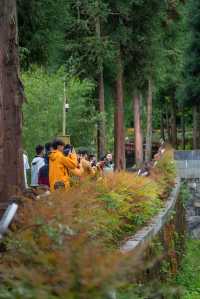 熊貓起源地鄧池溝奇妙之旅，真係好好玩