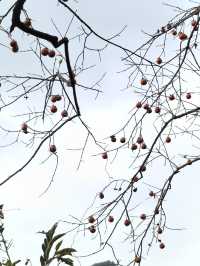 《山靄深處：與簷角苔衣的千年私語》