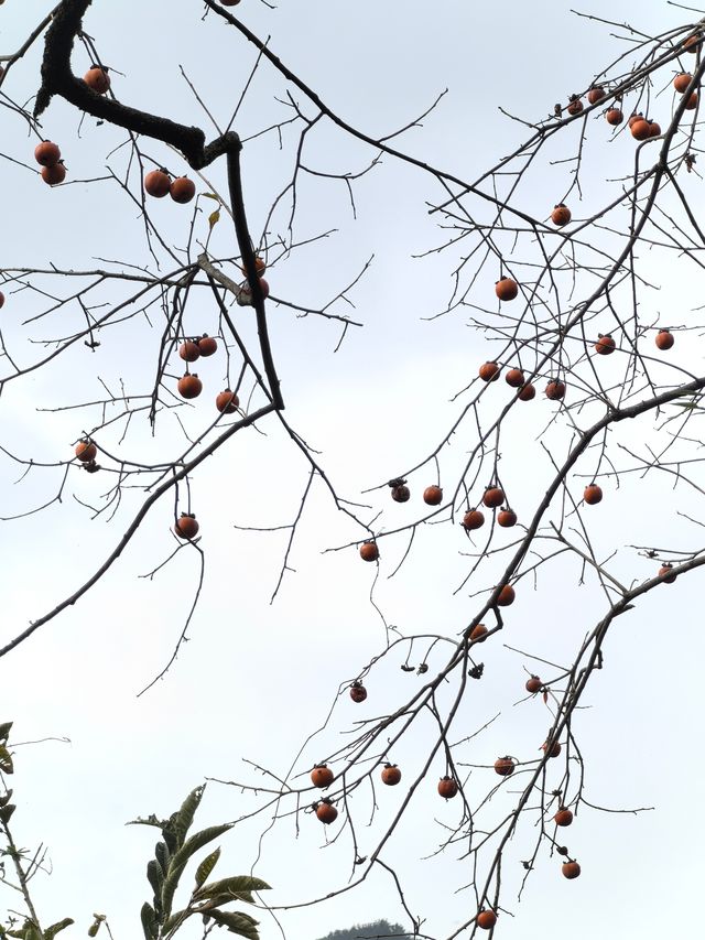 《山靄深處：與簷角苔衣的千年私語》