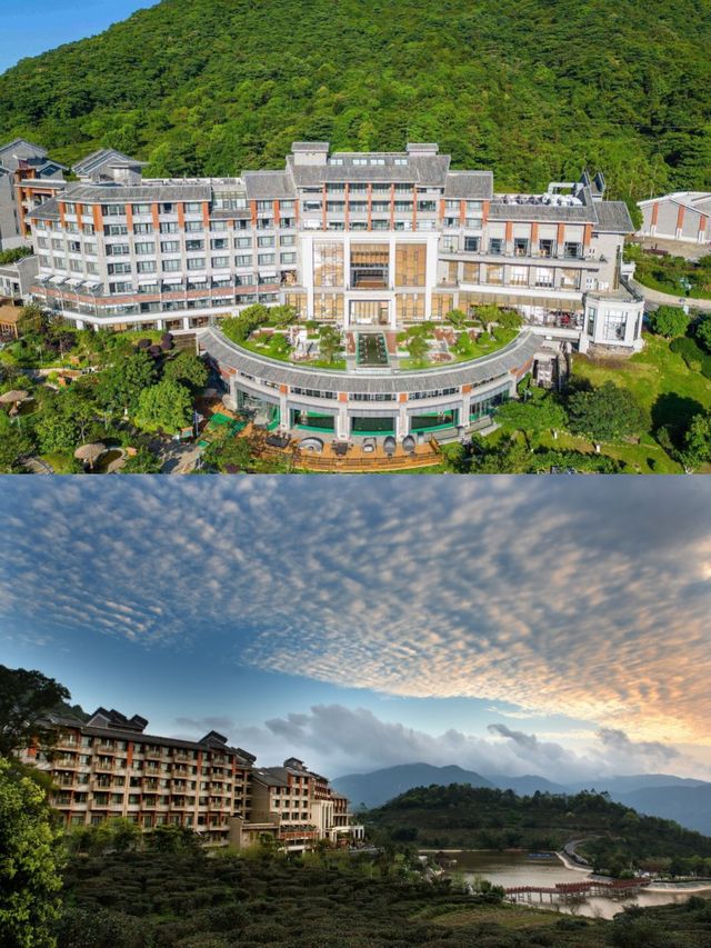高山茶園中的禪意養生之旅 