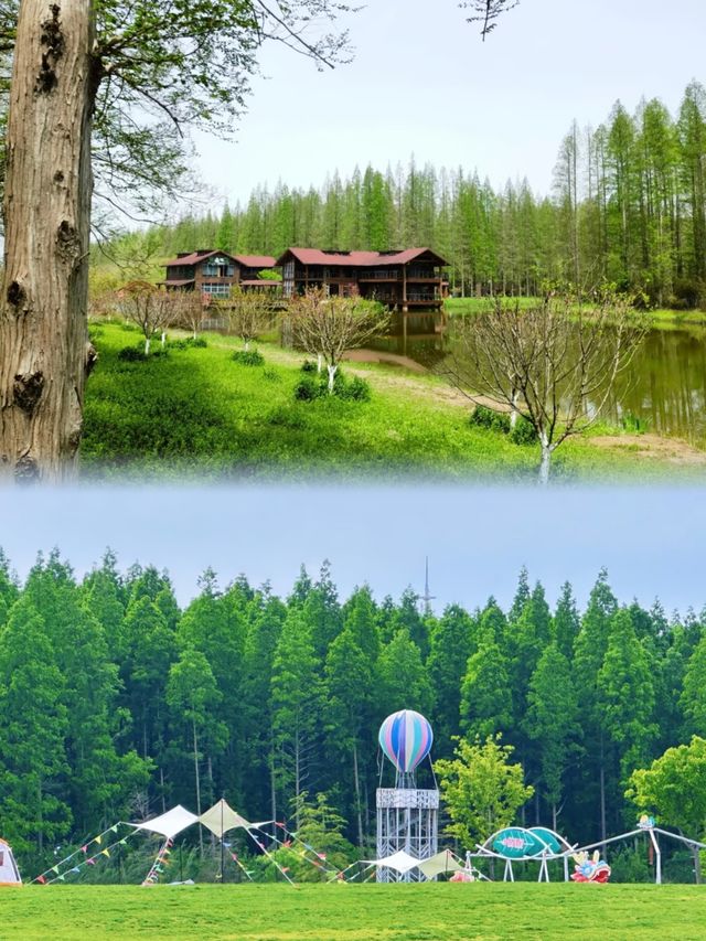 森林之旅—江蘇東台黃海森林公園