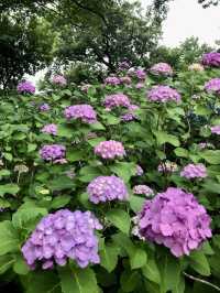 #多摩川台公園嘅繡球花