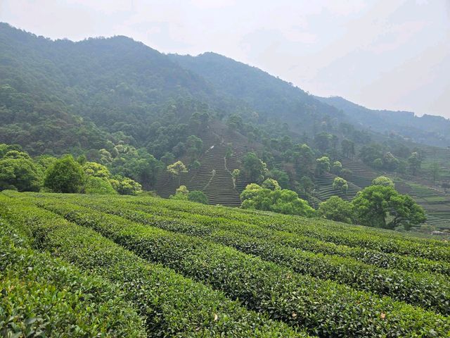 必去！杭州龍井山的N種神仙體驗