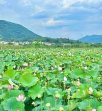 莆田賞荷|誤入莫奈花園，闖進夏日限定🪷