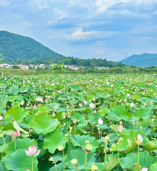 莆田賞荷|誤入莫奈花園，闖進夏日限定🪷