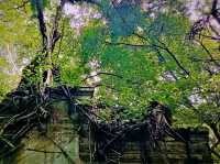 Cambodia's Forgotten Kingdom: Exploring the Jungle-Clad Ruins Beyond Angkor