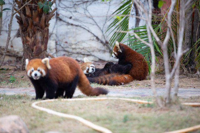 動物魔法屋｜住廈門靈玲大酒店就像拆盲盒一樣充滿驚喜