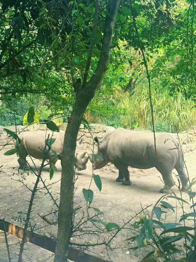喺普洱玩嘅第三日，我哋去咗森林公園……