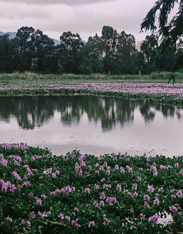 滇池私密觀景台曝光