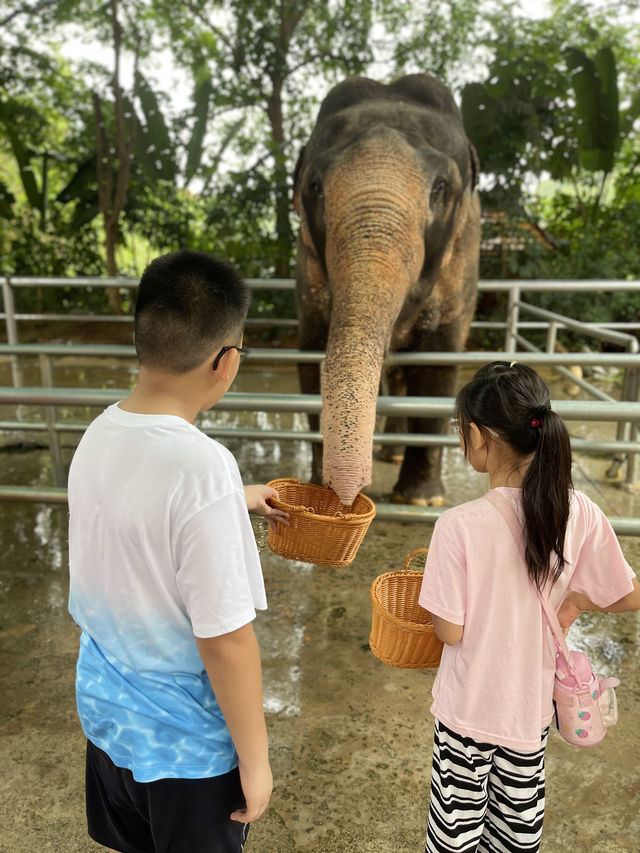 西雙版納day3曼聽公園+中科院植物園