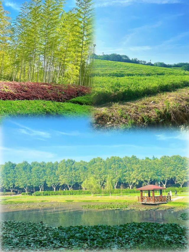 龍背山森林公園已回，真不建議8月去，因為真的太香了！