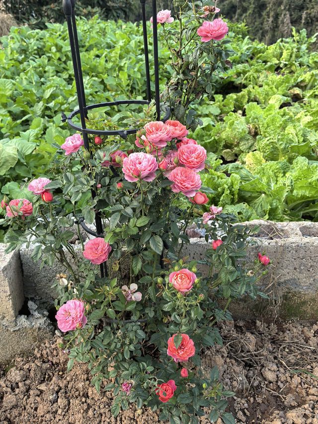 在芙蓉鎮的懸園民宿，感受湘西的詩意