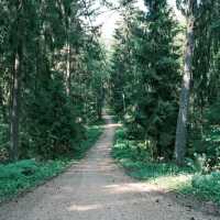 🌲 Forest Walks in Helsinki: Nature at the City’s Doorstep