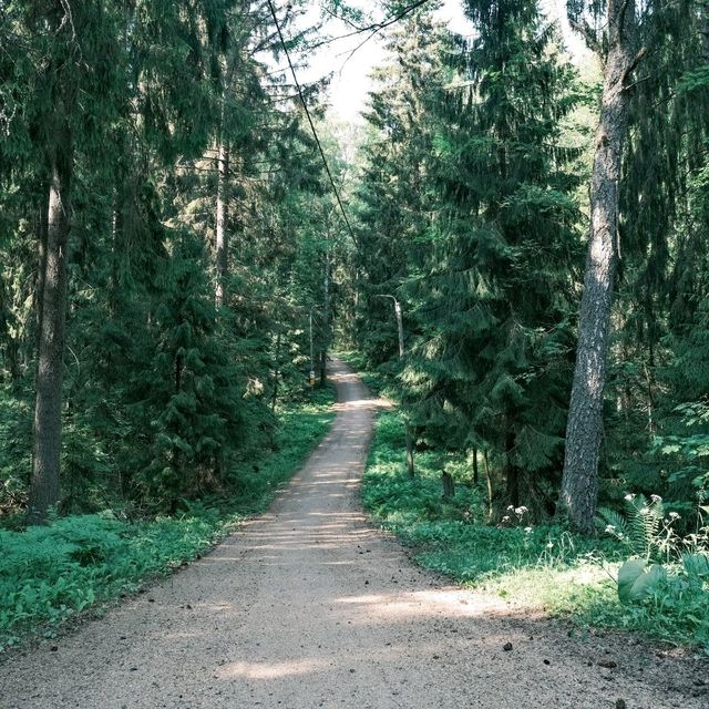 🌲 Forest Walks in Helsinki: Nature at the City’s Doorstep
