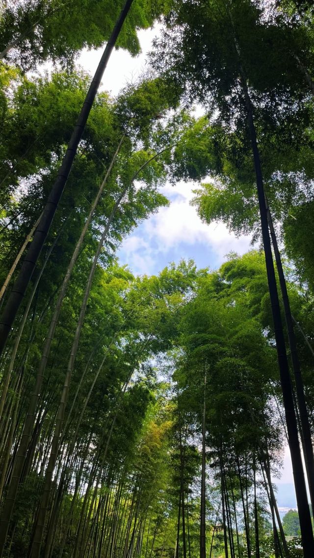 永川茶山竹海真絕了重慶人私藏的避暑秘境