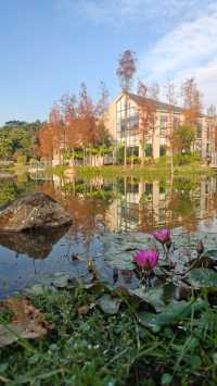 花開時節最浪漫東莞植物園